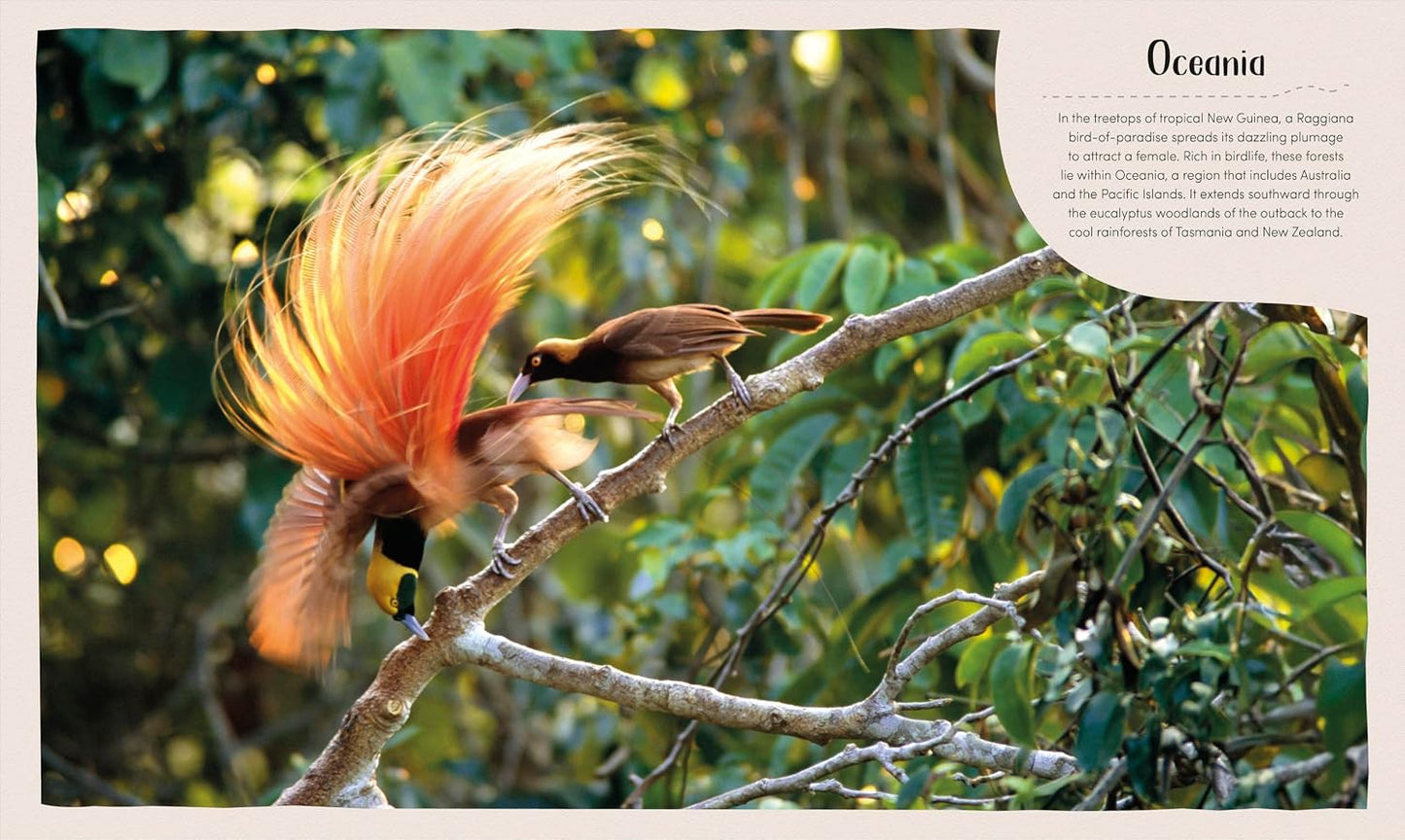 Book - Forest: Walk Through the Fascinating World of the Wild (Earth's Incredible Habitats) by Derek Harvey (Hardback)
