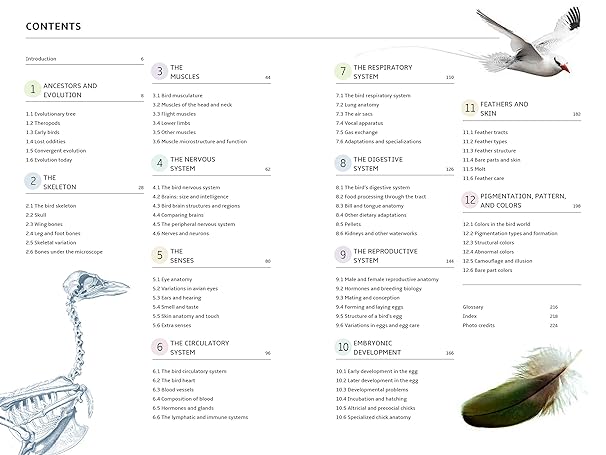 Book - How Birds Work: An Illustrated Guide to the Wonders of Form and Function--From Bones to Beak by Marianne Taylor (Flexibound)