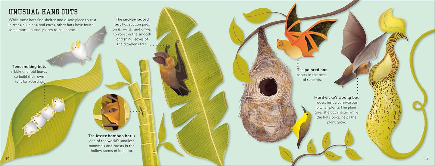 Book - Bat Book (Conservation for Kids) by Charlotte Milner (Hardback)