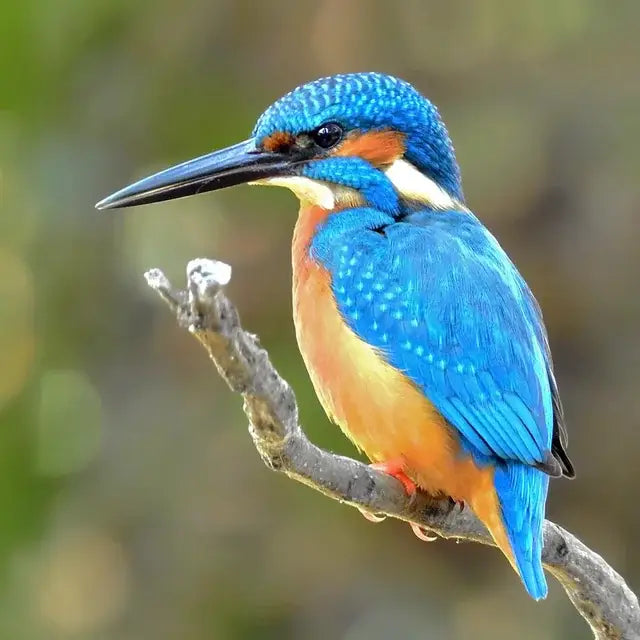 Ornament - Felted Kingfisher