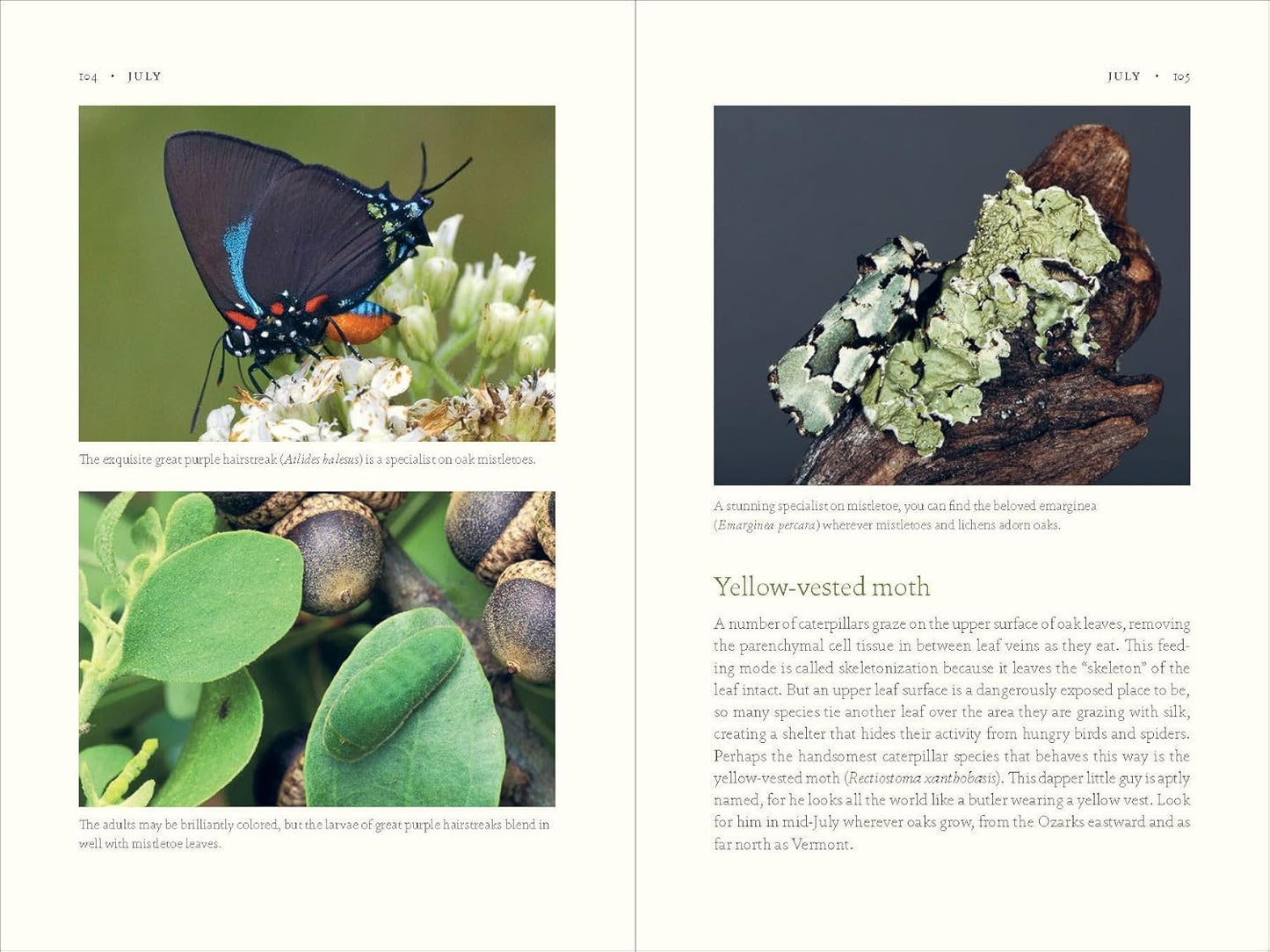 Book - The Nature of Oaks: The Rich Ecology of Our Most Essential Native Trees by Douglas Tallamy (Hardback)