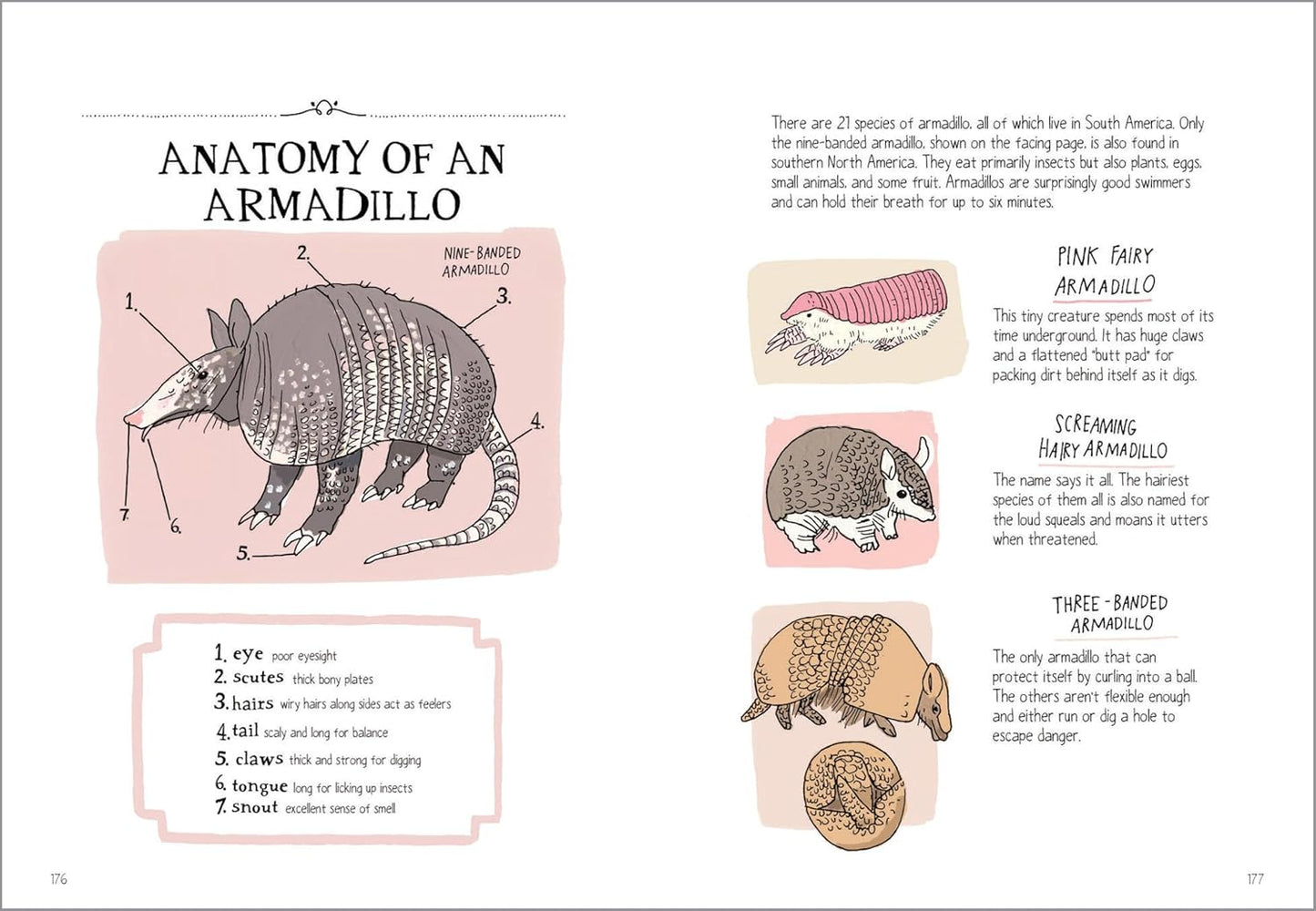 Book - Wildlife Anatomy: The Curious Lives & Features of Wild Animals around the World by Julia Rothman (Paperback)