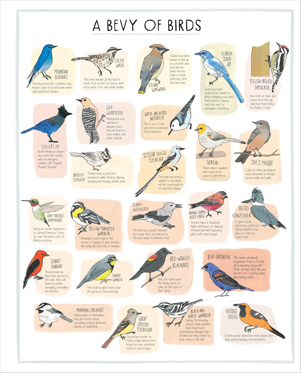 Book - Nature Anatomy Posters: 28 Pull-Out Prints That Celebrate the Wonders of the Natural World by Julia Rothman (Paperback)