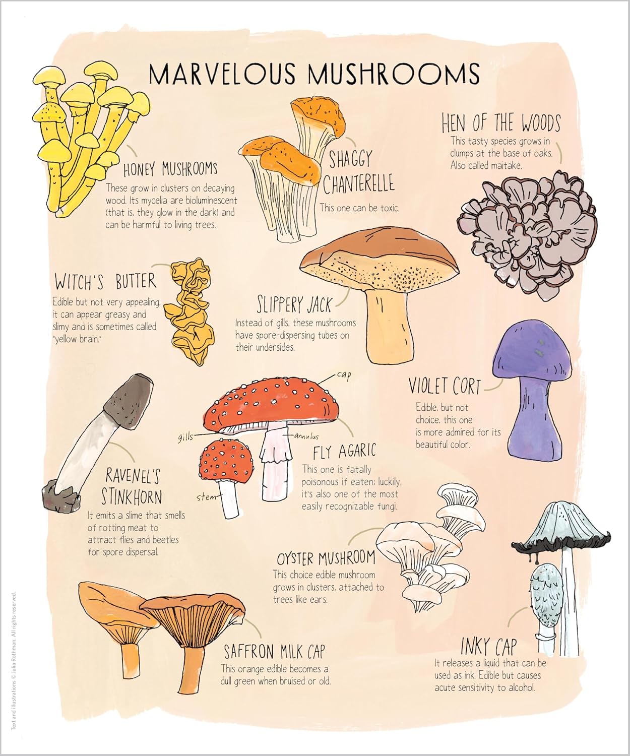 Book - Nature Anatomy Posters: 28 Pull-Out Prints That Celebrate the Wonders of the Natural World by Julia Rothman (Paperback)