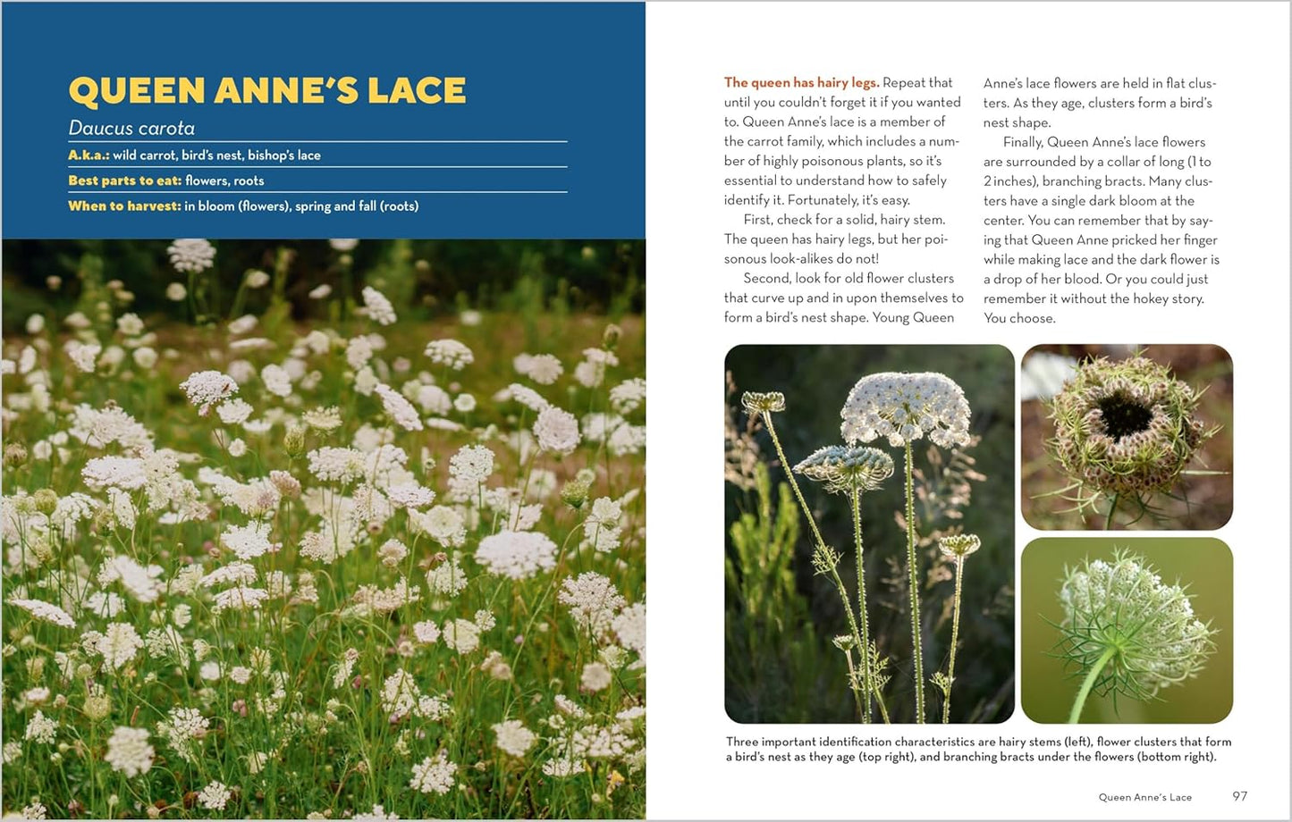 Book - How to Forage for Wild Foods without Dying: An Absolute Beginner's Guide to Identifying 40 Edible Wild Plants by Ellen Zachos (Paperback)