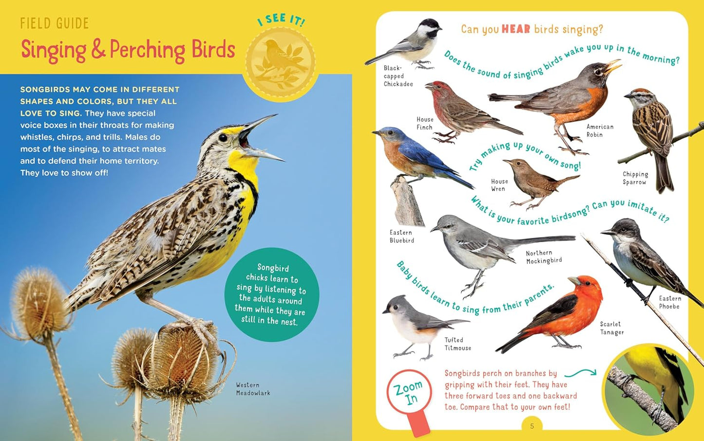 Book - Backpack Explorer: Bird Watch: What Will You Find? (Hardback)