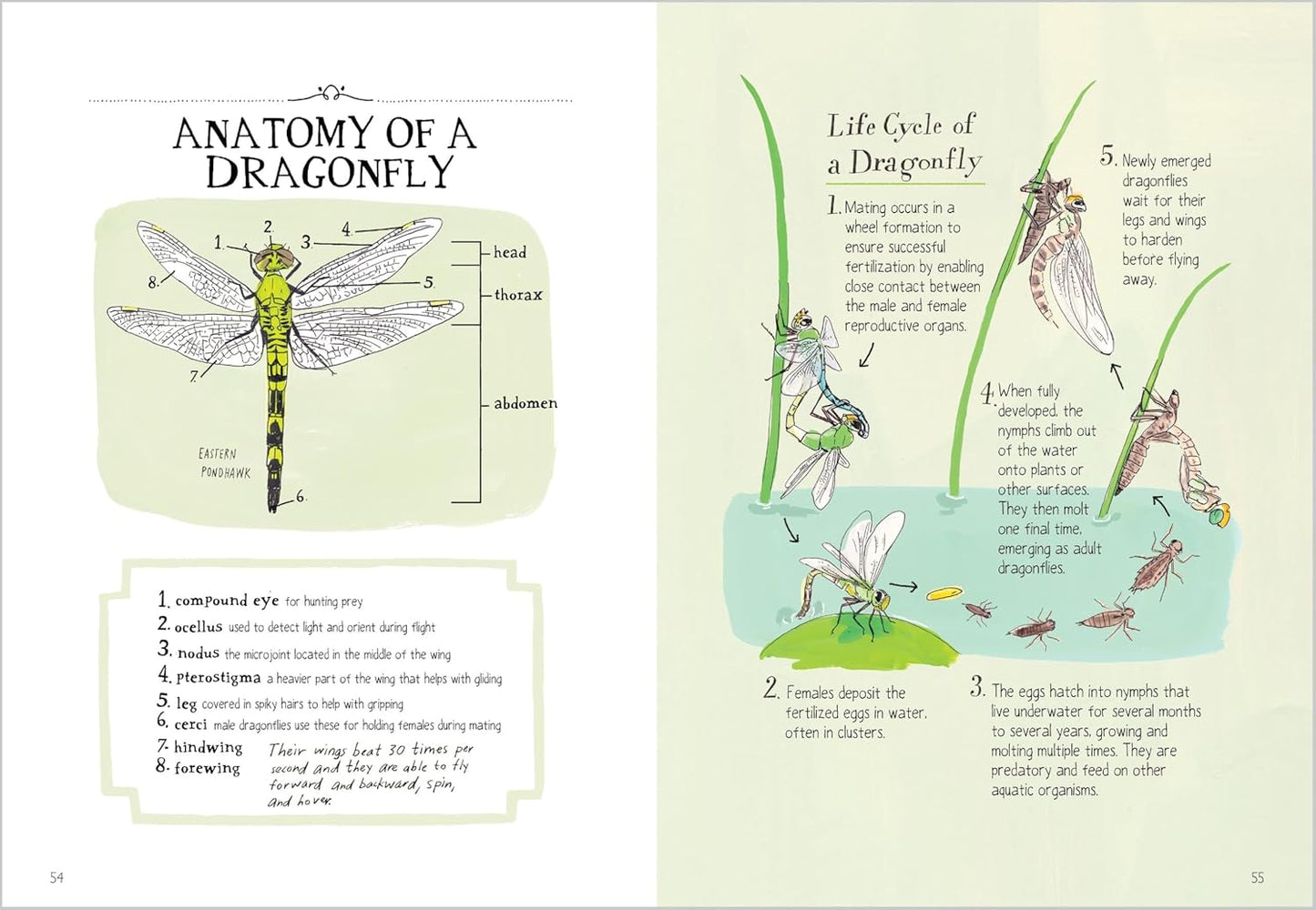 Book - Insect Anatomy: The Curious World of Bees, Beetles, Butterflies, and Bugs by Julia Rothman (Paperback)