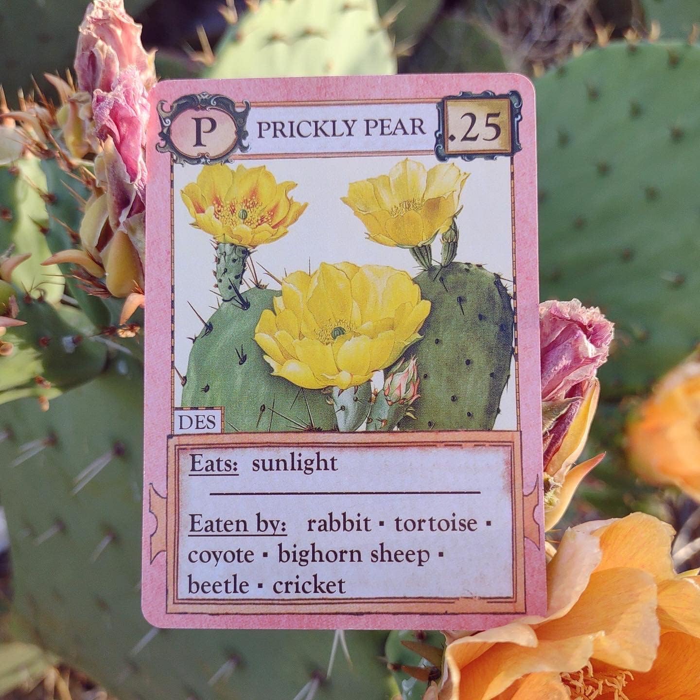 Games - Ecologies Card Game (Main Pack)