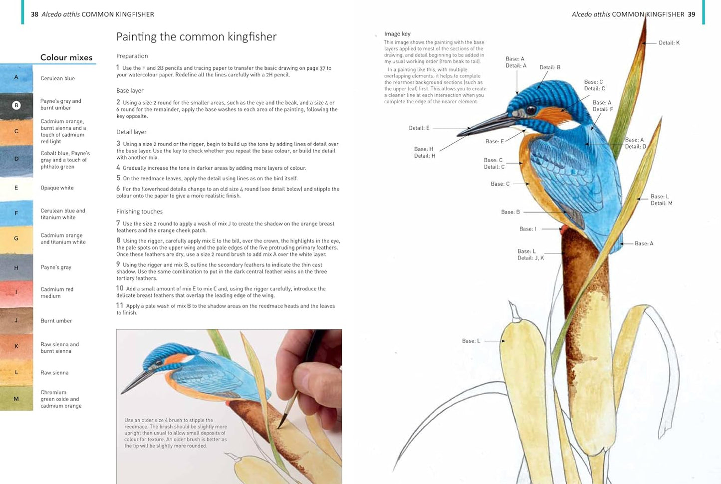 Book - A-Z of Bird Portraits: An illustrated guide to painting beautiful birds by Andrew Forkner (Paperback)