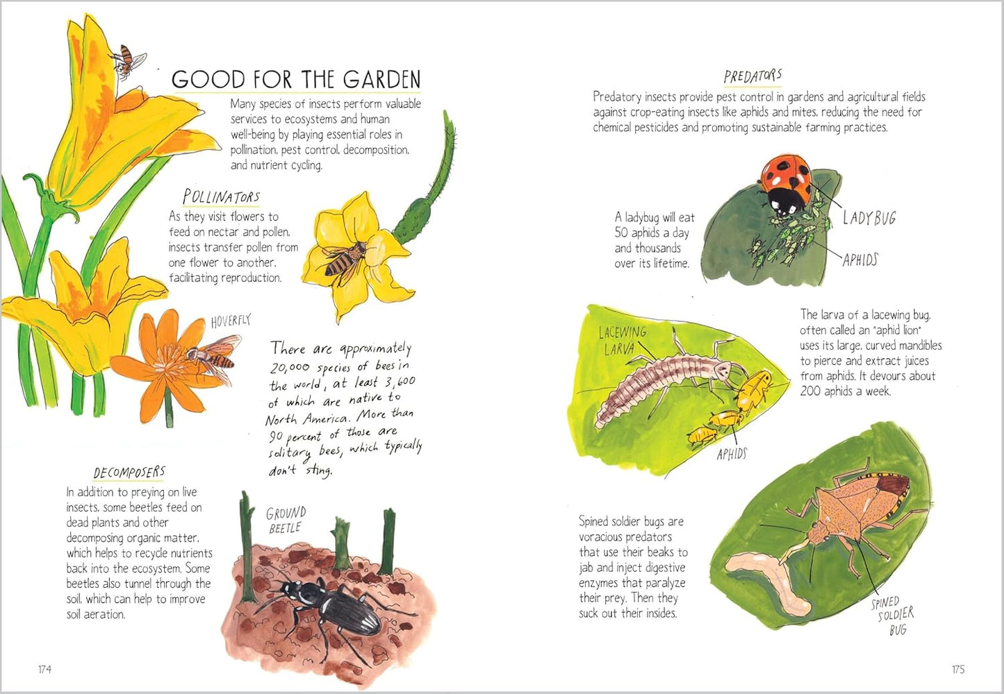 Book - Insect Anatomy: The Curious World of Bees, Beetles, Butterflies, and Bugs by Julia Rothman (Paperback)