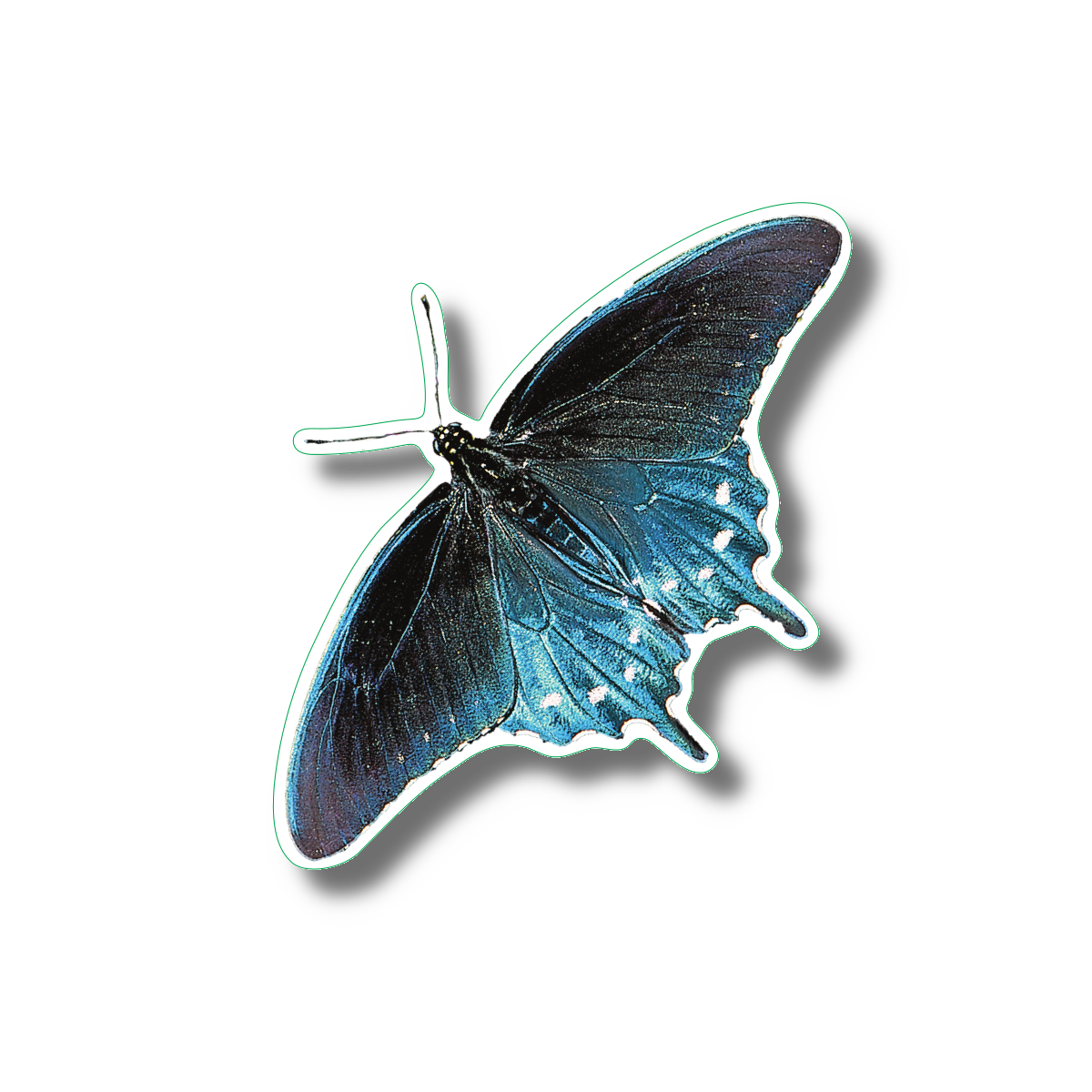 Sticker - Pipevine Swallowtail Butterfly Nature Sticker, 2.5" x 3.5"