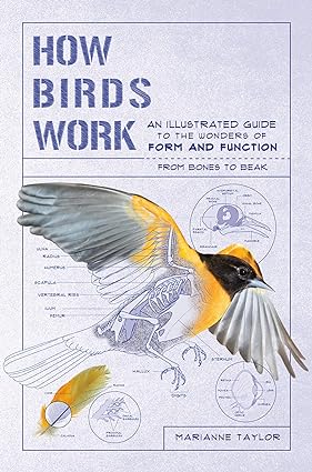 Book - How Birds Work: An Illustrated Guide to the Wonders of Form and Function--From Bones to Beak by Marianne Taylor (Flexibound)