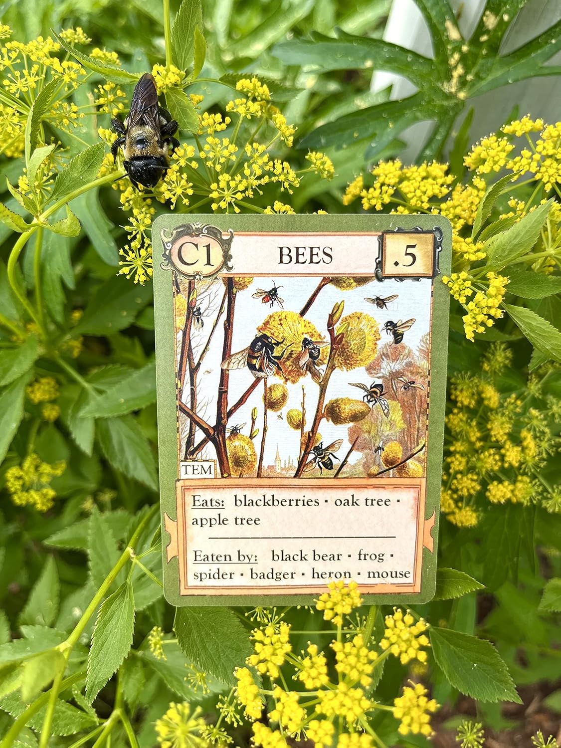 Games - Ecologies Card Game (Main Pack)