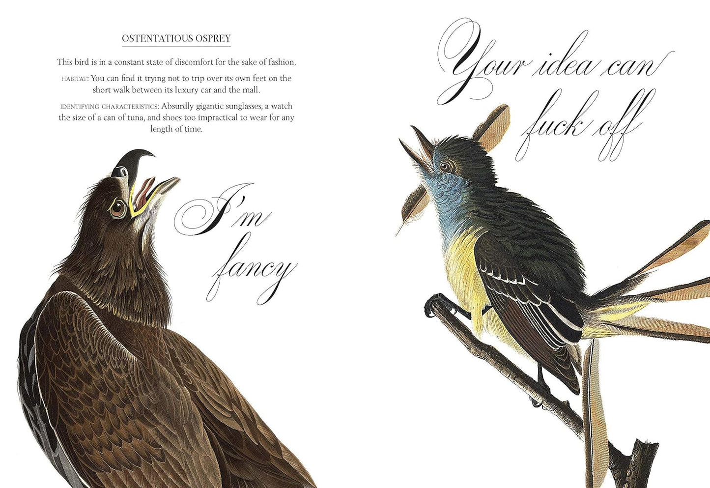 Book - Effin' Birds: A Field Guide to Identification (Hardback)