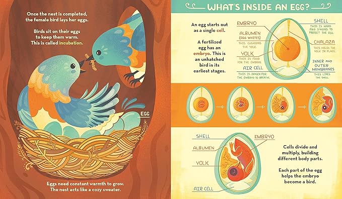 Book - What's Inside A Bird's Nest?: And Other Questions About Nature & Life Cycles by Rachel Ignotofsky (Hardback)