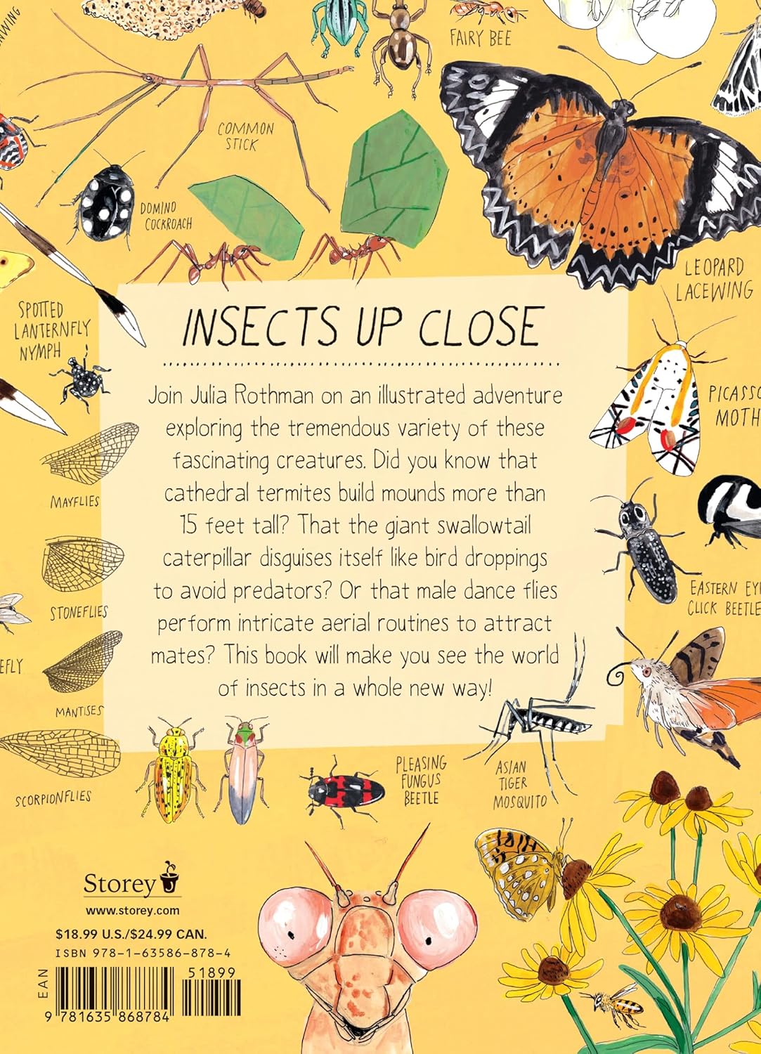 Book - Insect Anatomy: The Curious World of Bees, Beetles, Butterflies, and Bugs by Julia Rothman (Paperback)