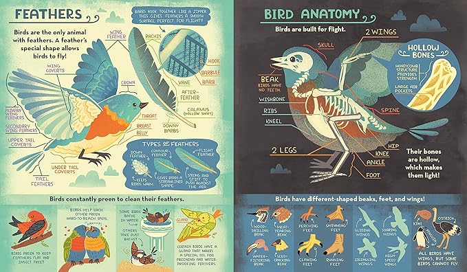 Book - What's Inside A Bird's Nest?: And Other Questions About Nature & Life Cycles by Rachel Ignotofsky (Hardback)