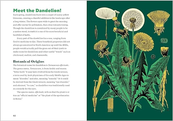 Book - Dandelion Medicine: Forage, Feast, and Nourish Yourself (2nd Edition) by Brigitte Mars (Paperback)