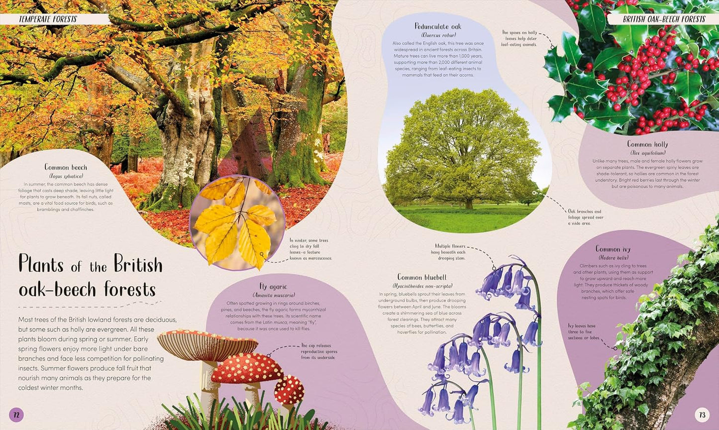 Book - Forest: Walk Through the Fascinating World of the Wild (Earth's Incredible Habitats) by Derek Harvey (Hardback)