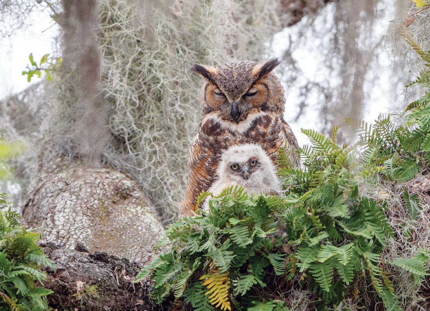 Puzzle - Great Horned Owl (1000-Piece)