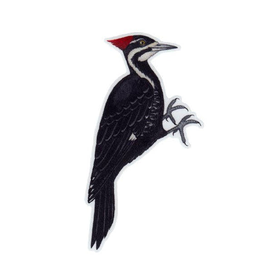 Sticker - Pileated Woodpecker