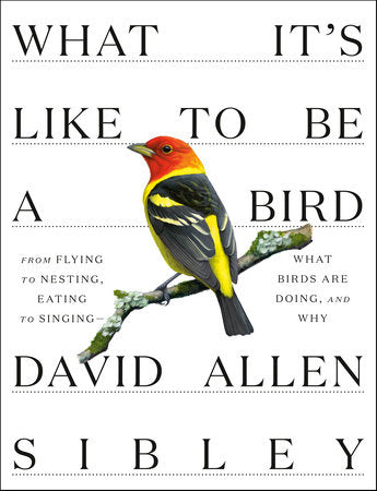 Book - What It's Like to Be a Bird: From Flying to Nesting, Eating to Singing--What Birds Are Doing, and Why by David Allen Sibley (Hardback)