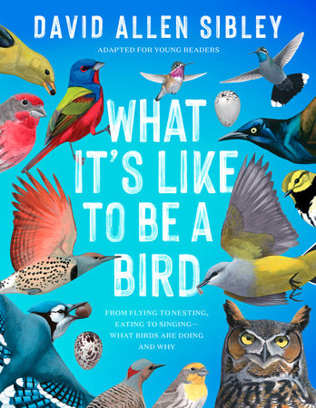 Book - What It's Like to Be a Bird (Adapted for Young Readers): From Flying to Nesting, Eating to Singing--What Birds Are Doing and Why by David Allen Sibley (Hardback)