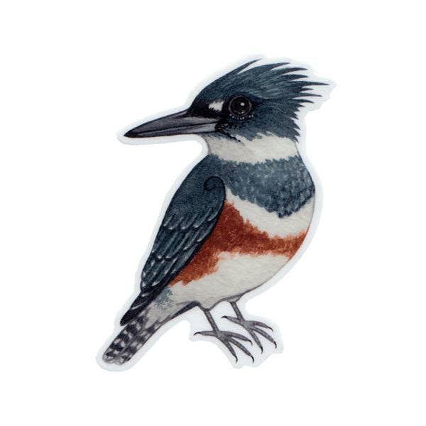 Sticker - Belted Kingfisher (Female)