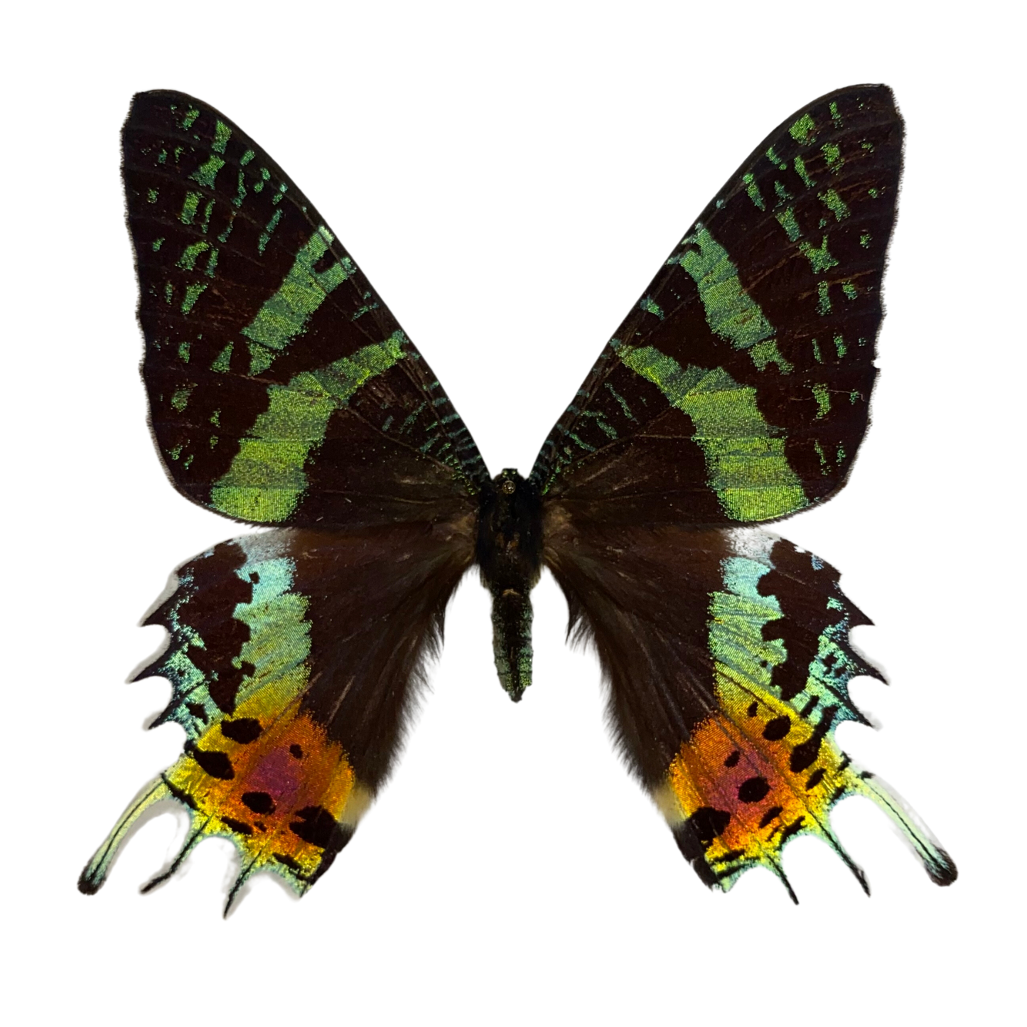 Sunset Moth Entomology Kit Expansion Pack