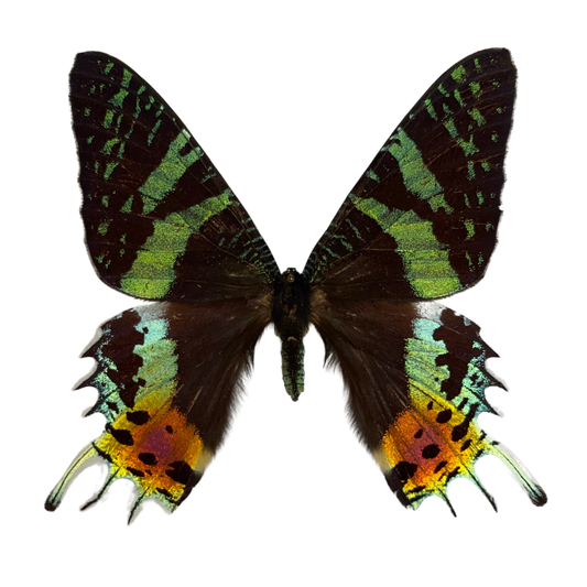 Sunset Moth Entomology Kit Expansion Pack