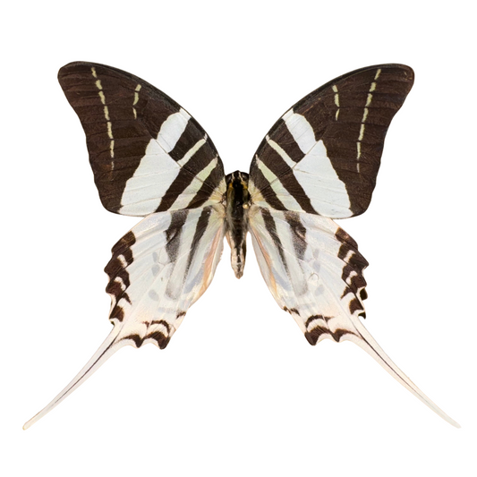 Five-Bar Swordtail Entomology Kit Expansion Pack