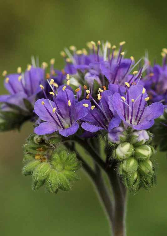 Plants for Birds - Blue Curls - Small Pack (Native American Seed)