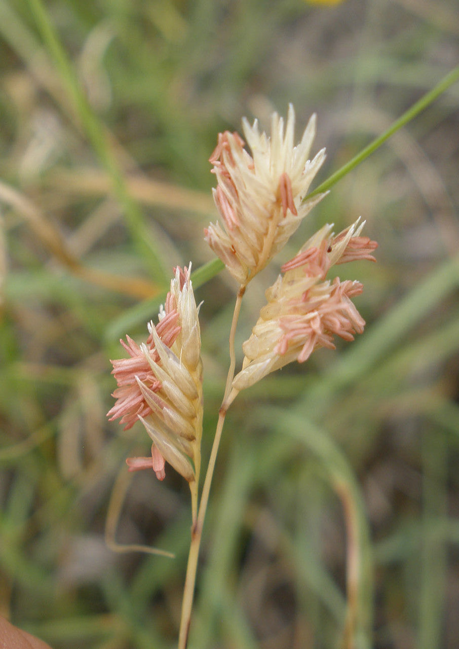 Plants for Birds - Buffalograss - Large Pack (Native American Seed)