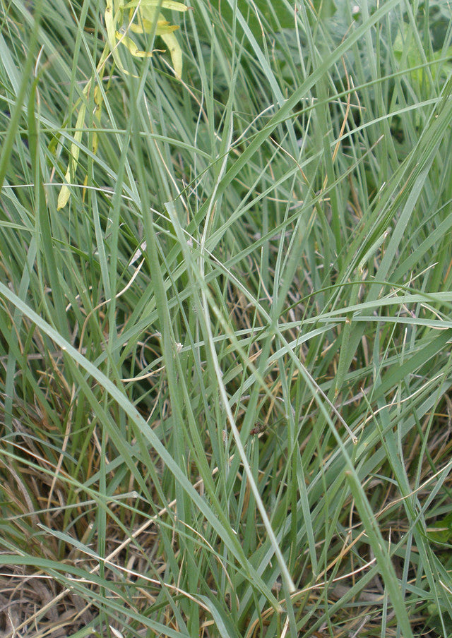 Plants for Birds - Buffalograss - Large Pack (Native American Seed)