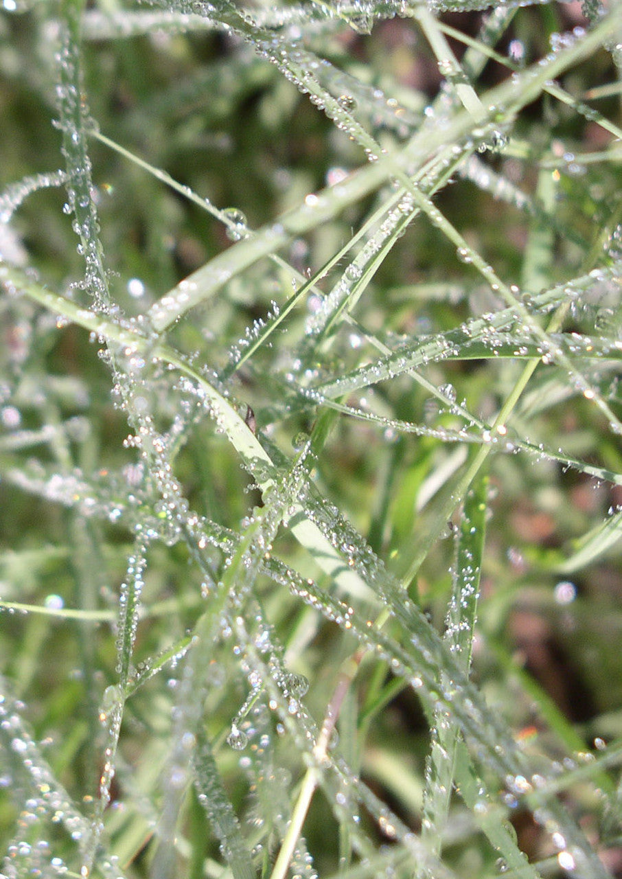 Plants for Birds - Buffalograss - Large Pack (Native American Seed)