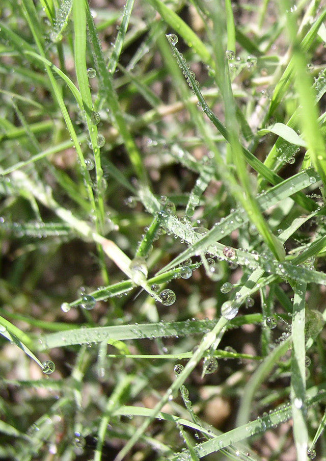 Plants for Birds - Buffalograss - Large Pack (Native American Seed)