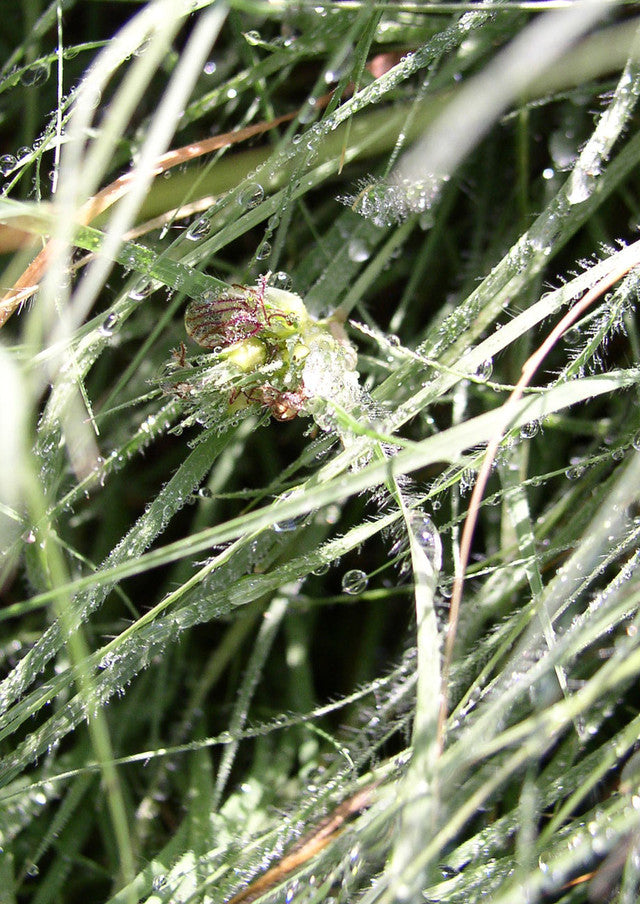 Plants for Birds - Buffalograss - Large Pack (Native American Seed)