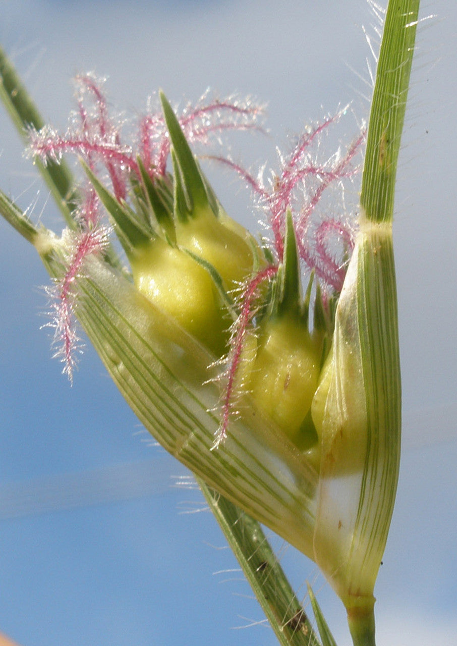 Plants for Birds - Buffalograss - Large Pack (Native American Seed)