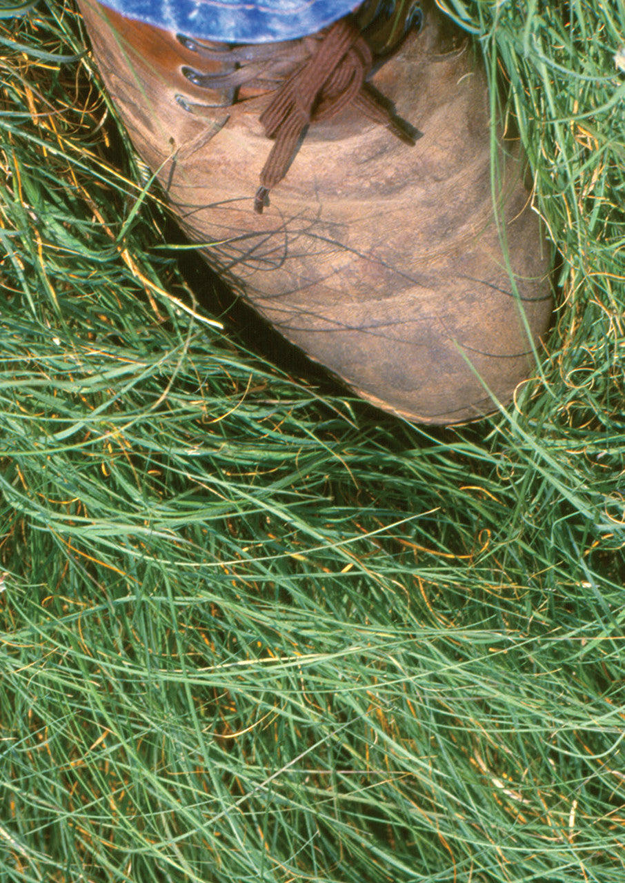 Plants for Birds - Buffalograss - Large Pack (Native American Seed)