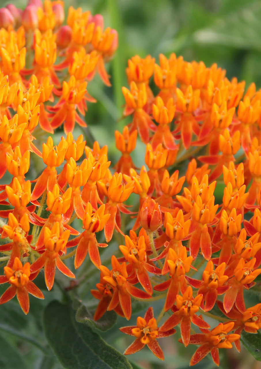 Plants for Birds - Butterfly Weed Milkweed - Small Pack (Native American Seed)