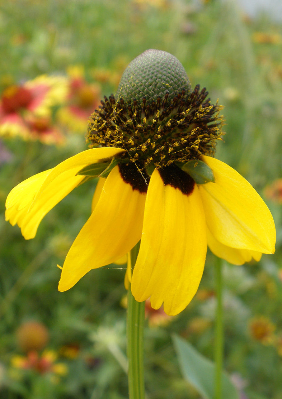 Plants for Birds - Clasping Coneflower - Small Pack (Native American Seed)