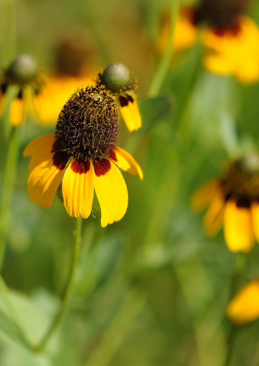 Plants for Birds - Clasping Coneflower - Small Pack (Native American Seed)