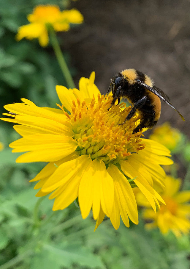 Plants for Birds - Cowpen Daisy - Small Pack (Native American Seed)