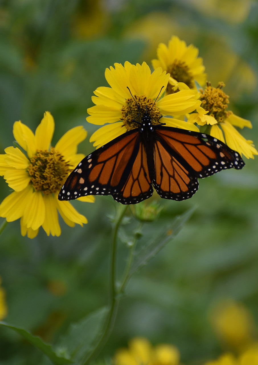 Plants for Birds - Cowpen Daisy - Small Pack (Native American Seed)