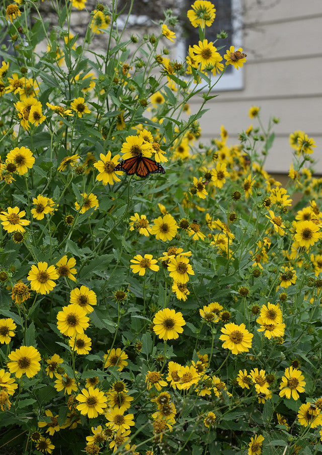 Plants for Birds - Cowpen Daisy - Small Pack (Native American Seed)