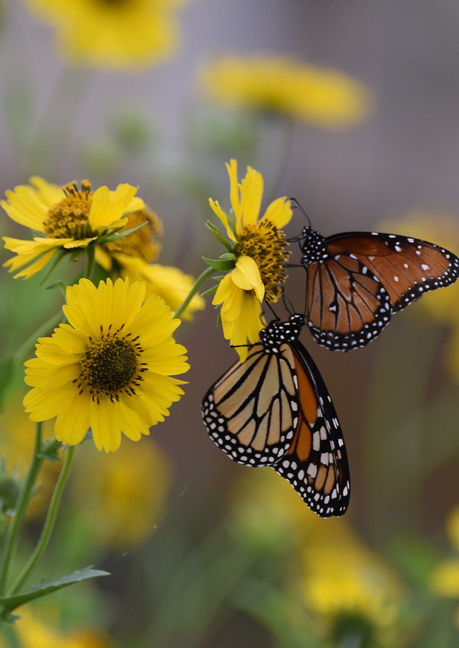 Plants for Birds - Cowpen Daisy - Small Pack (Native American Seed)