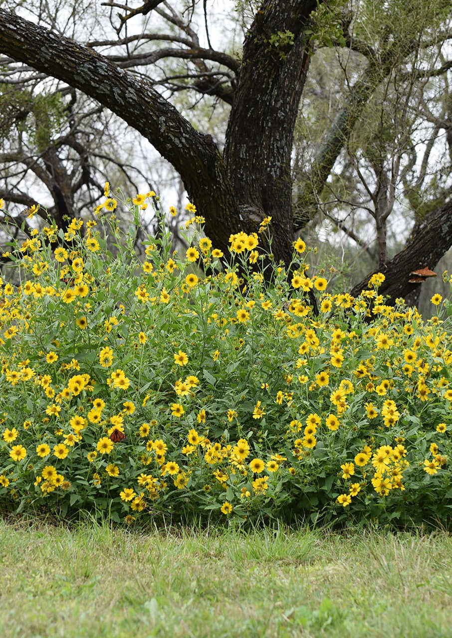 Plants for Birds - Cowpen Daisy - Small Pack (Native American Seed)