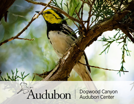 Paper - Golden-cheeked Warbler at Dogwood Canyon Postcard by Michaela Kral