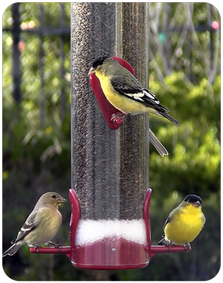 Birds - Feeder Fresh Seed and Feeder Protector (9 oz)