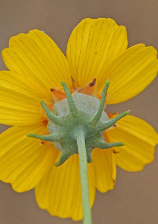 Plants for Birds - Greenthread - Small Pack (Native American Seed)